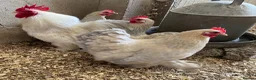 Chickens poultry for sale: Fertile hatching eggs Chickens Ducks Peafowl  - Advert 5