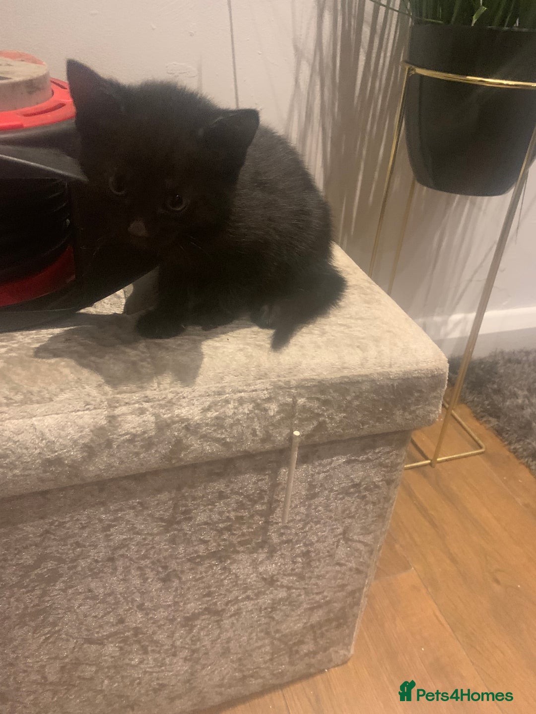 Mixed Breed cats for sale: 8 beautiful kittens for sale - Advert 15