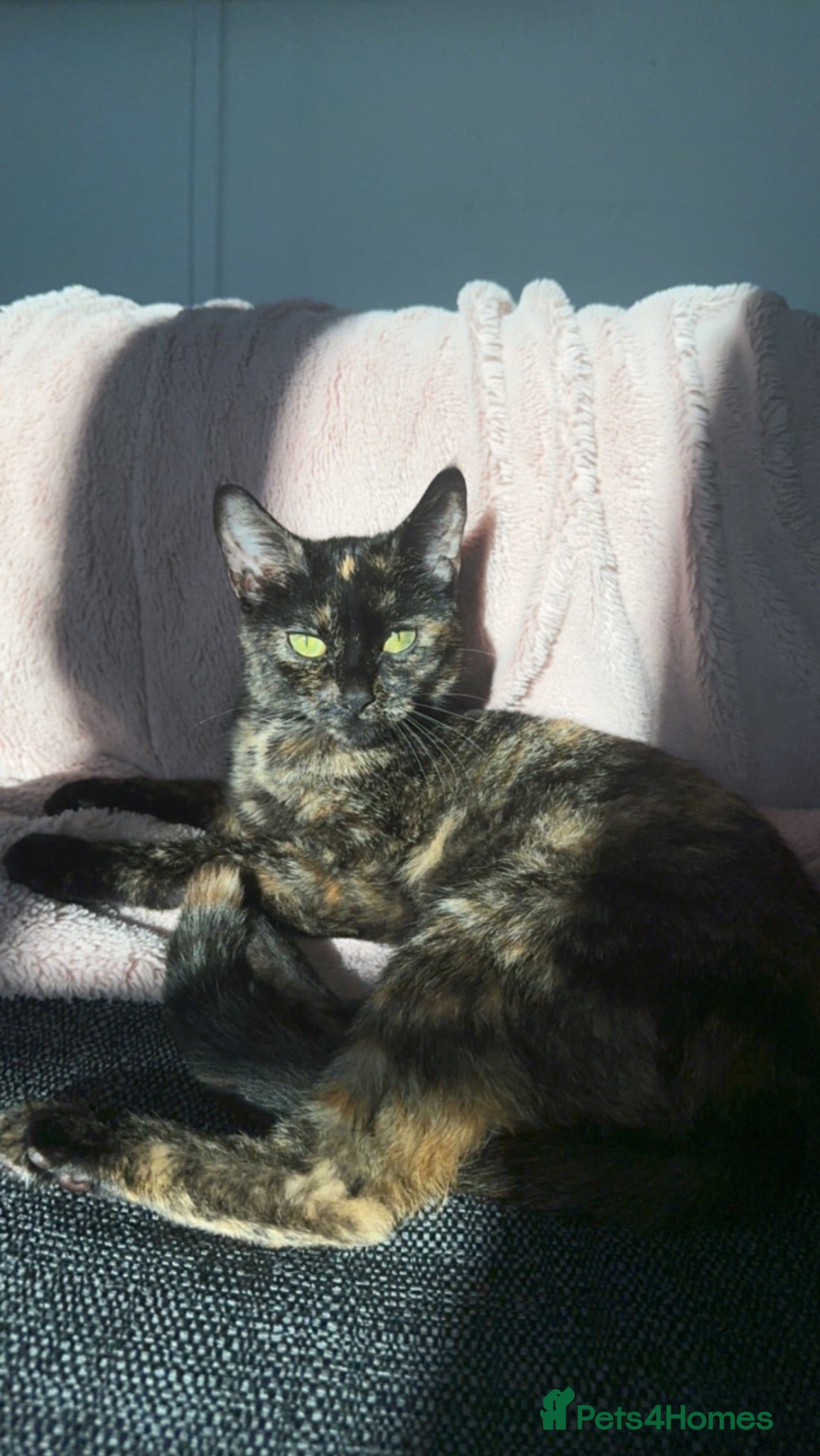 Mixed Breed cats Luna  - Advert 2