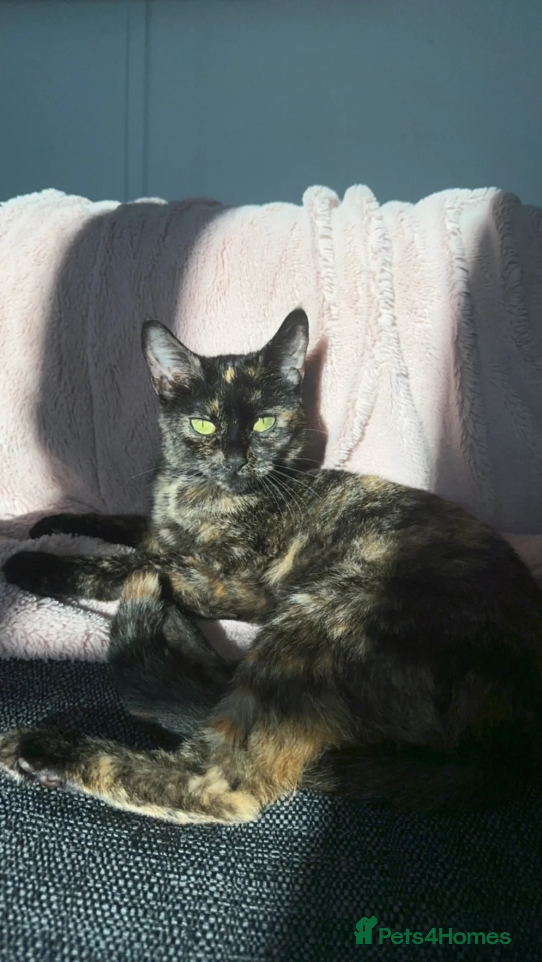 Mixed Breed cats for sale: Luna  in Colchester - Advert 1
