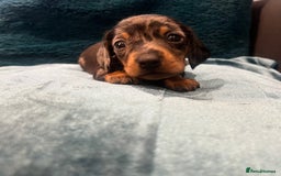 Miniature Dachshund dogs for sale: Stunning kc reg miniature dachshunds  - Image 18