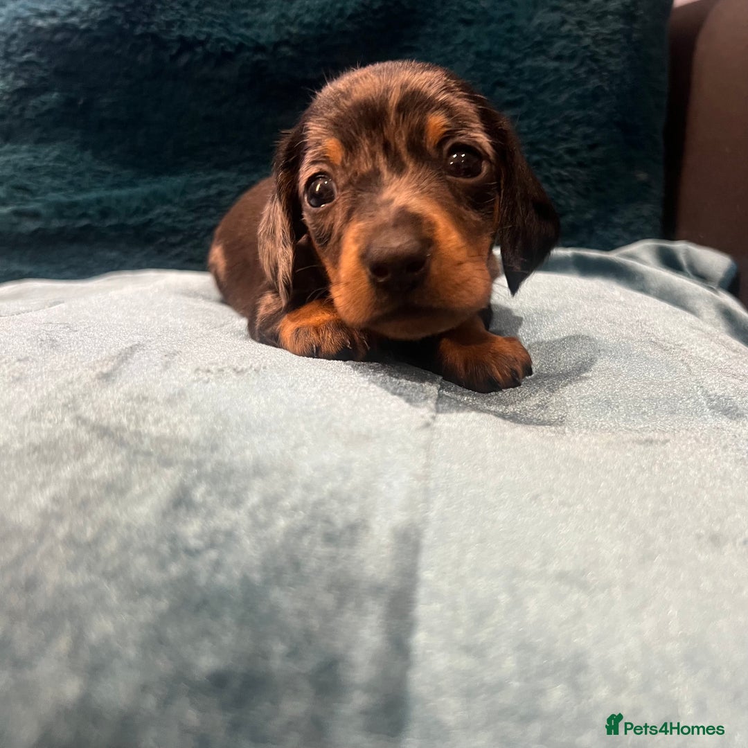 Miniature Dachshund dogs for sale: Stunning kc reg miniature dachshunds  - Image 18