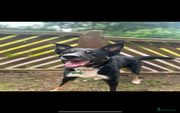Border Collie dogs for sale: Loki nearly 4 year old border collie  - Image 5