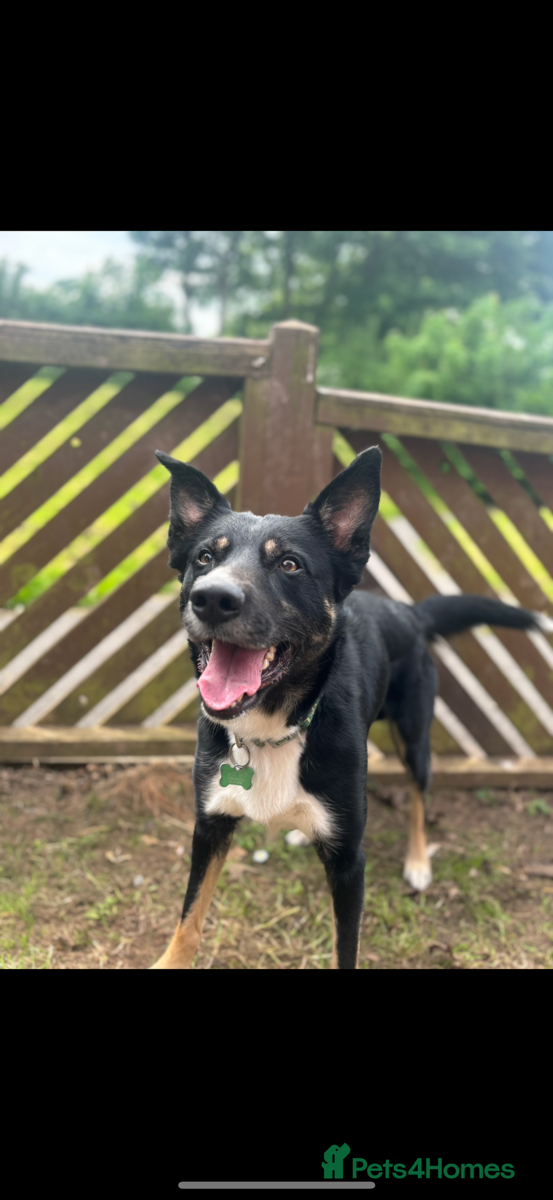 Border Collie dogs for sale: Loki nearly 4 year old border collie  - Image 5