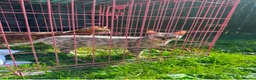 Bengal cats for sale: Bengal Snow Girl - Advert 8