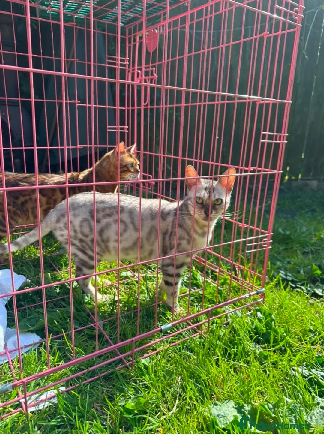 Bengal cats for sale: Bengal Snow Girl - Advert 8