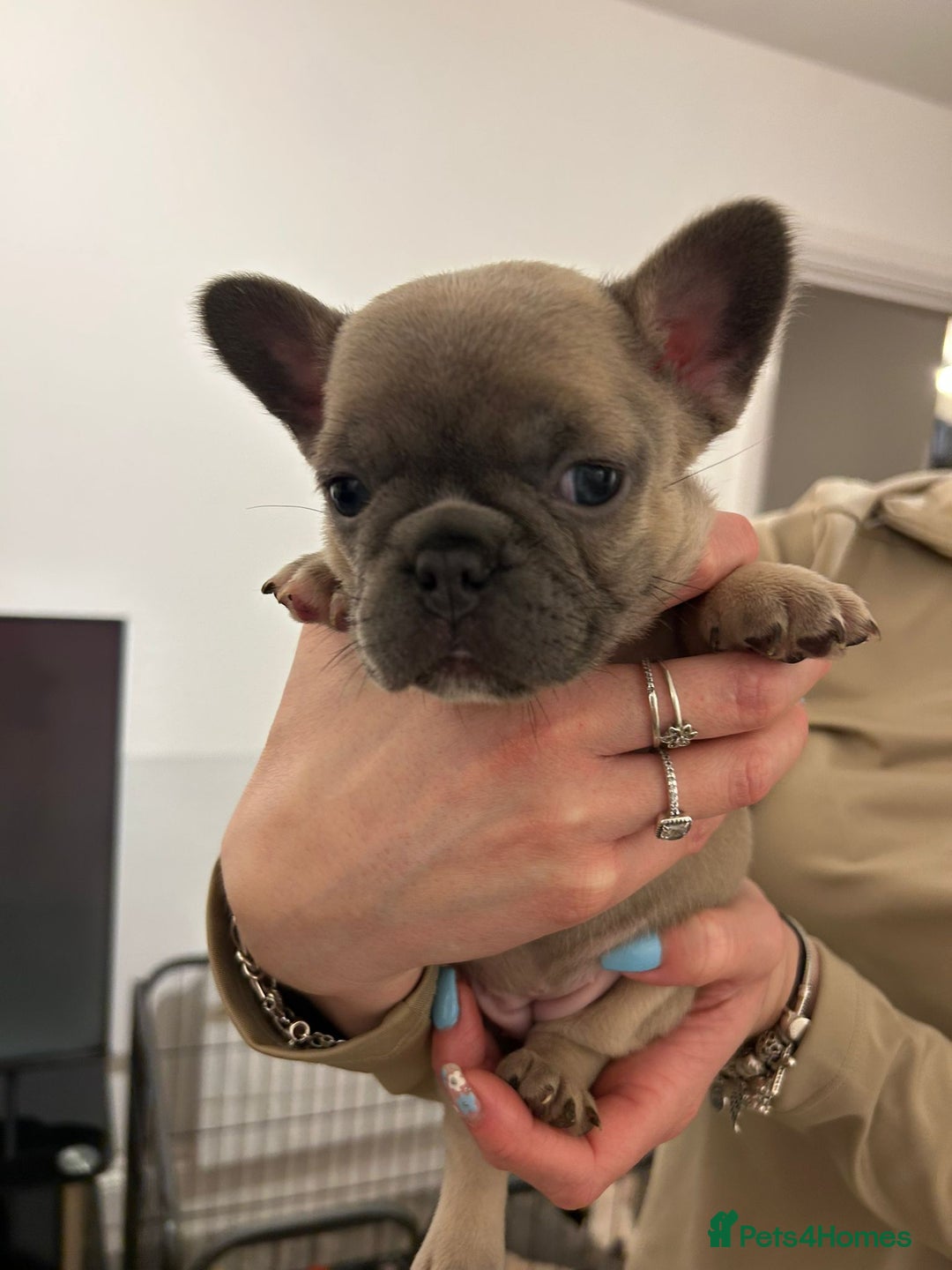 French Bulldog dogs for sale: French bulldog pups! - Image 8