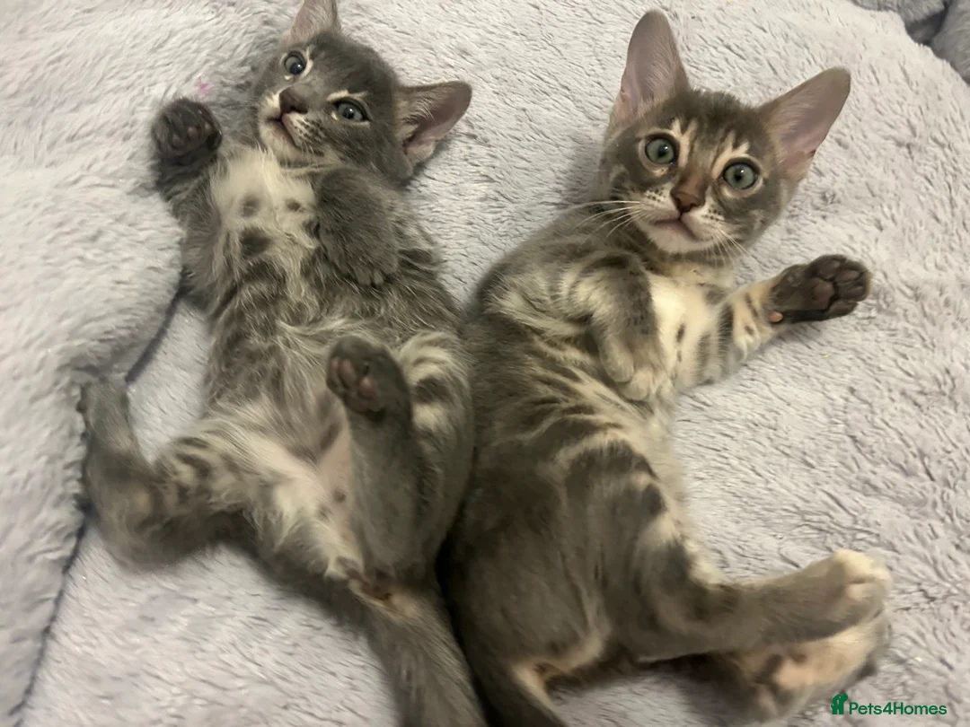Bengal cats for sale: 💙Beautiful Blue Bengal Kittens - TICA Reg 💙 - Advert 17