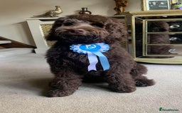 Labradoodle dogs for sale: F4 Standard Labradoodles (Fully Health Tested) - Image 9