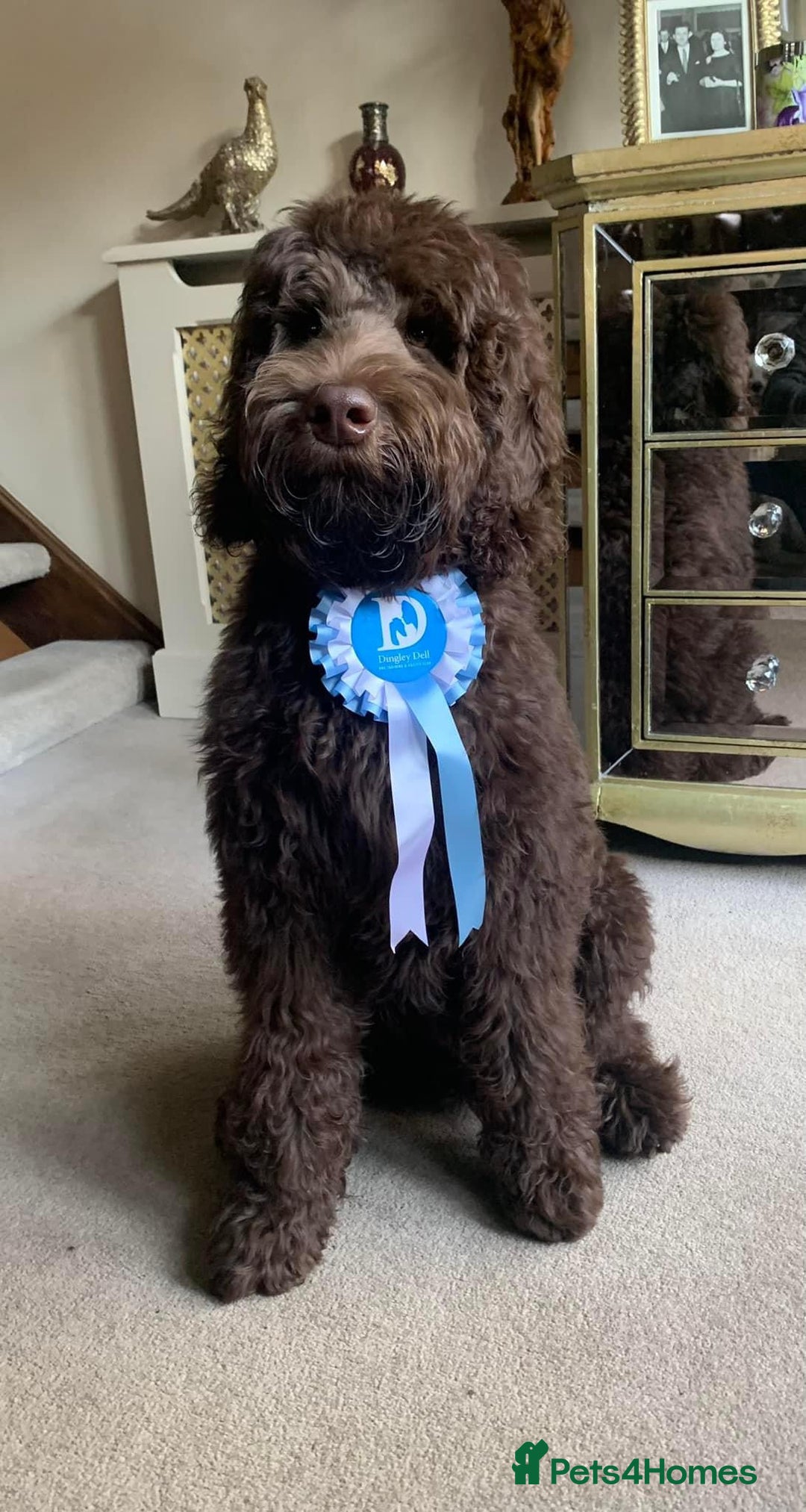 Labradoodle dogs for sale: F4 Standard Labradoodles (Fully Health Tested) - Image 9