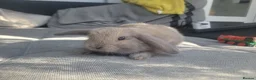 Mini Lop rabbits for sale: Mini lop bunny's 🐰 3 left - Advert 5
