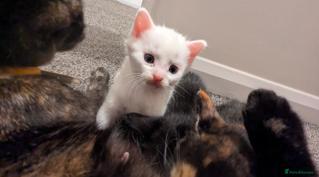 Mixed Breed cats for sale: White male kitten and 2 female kittens - Image 4