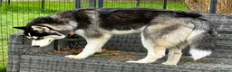 Siberian Husky dogs for adoption: 🐾 CLOUD – Female Siberian Husky in West Malling - Advert 5