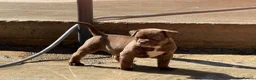American Bully dogs for sale: ABKC REGISTERED Pocket bullz - Advert 5