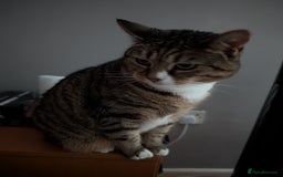 Mixed Breed cats for sale: Ripley - free to a good home - Image 6