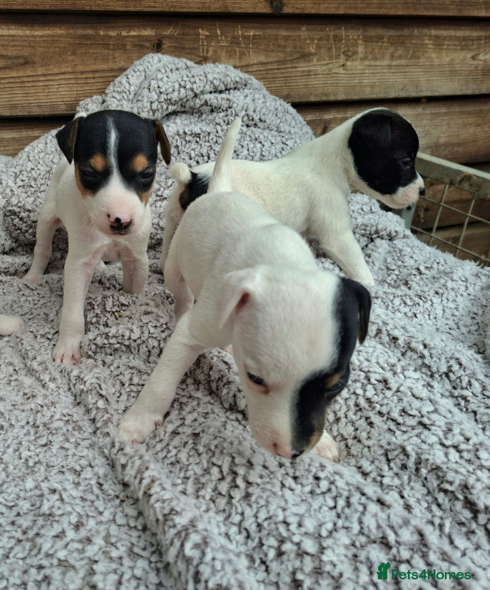 Jack Russell dogs Outstanding Jack Russel puppies - Advert 2