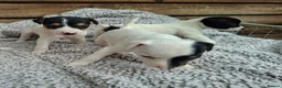 Jack Russell dogs for sale: Outstanding Jack Russel puppies - Advert 2