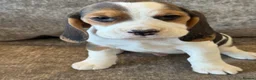 Beagle dogs for sale: TRUE SHOW TYPE KC REGISTERED BEAGLES - Advert 19