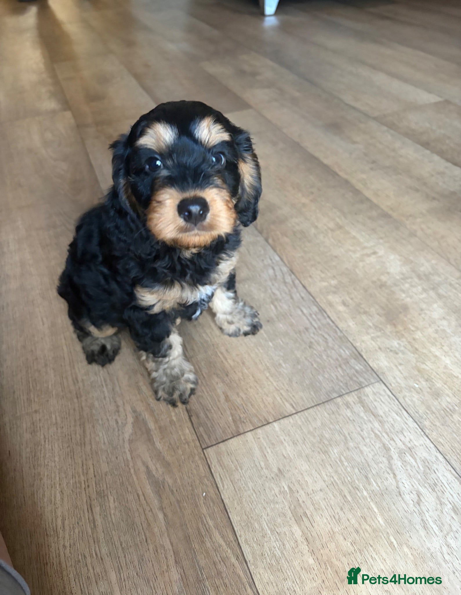 Cockapoo dogs Stunning Cockapoo Girl for Sale - Advert 1