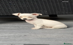 Chihuahua dogs for sale: Chihuahua puppies short coat white/sandy - Image 7