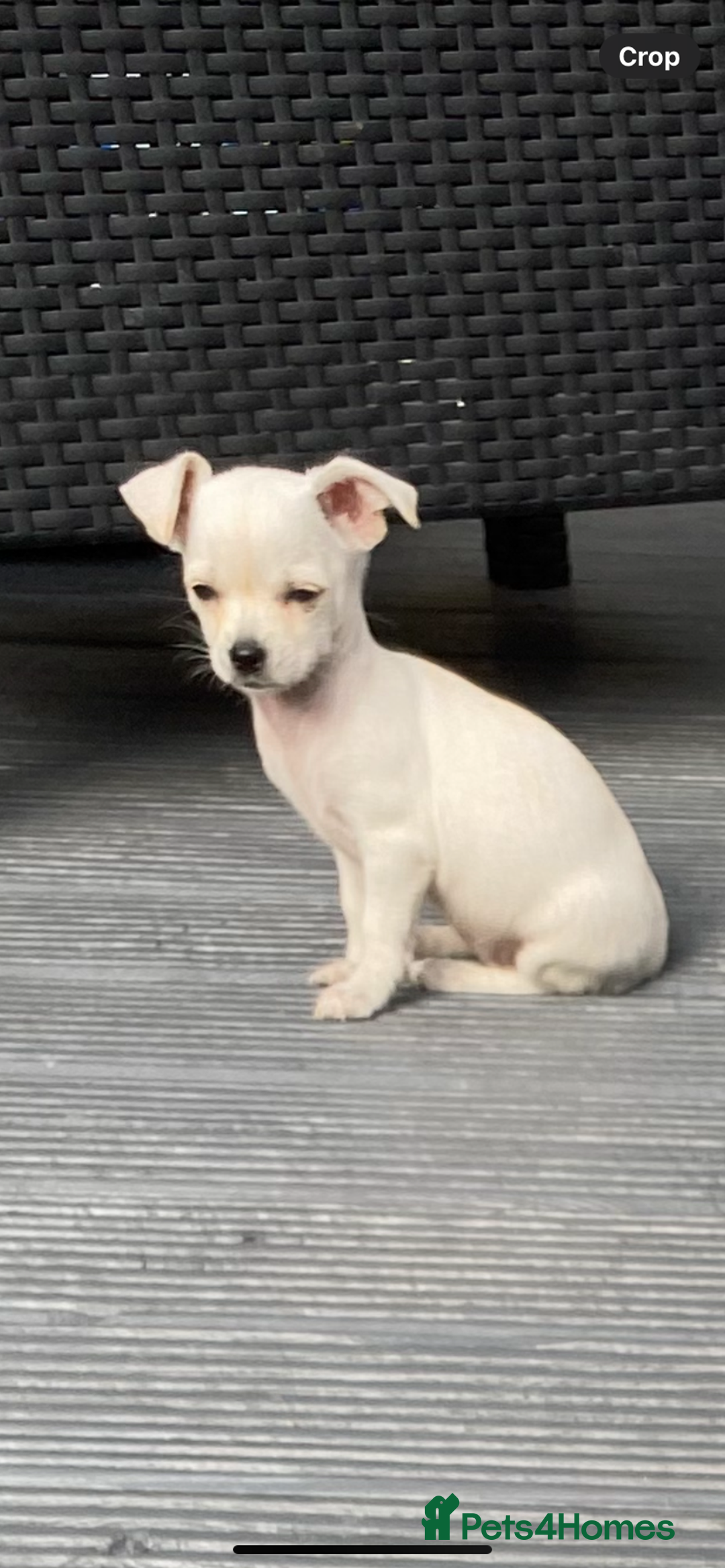 Chihuahua dogs for sale: Chihuahua puppies short coat white/sandy - Image 7