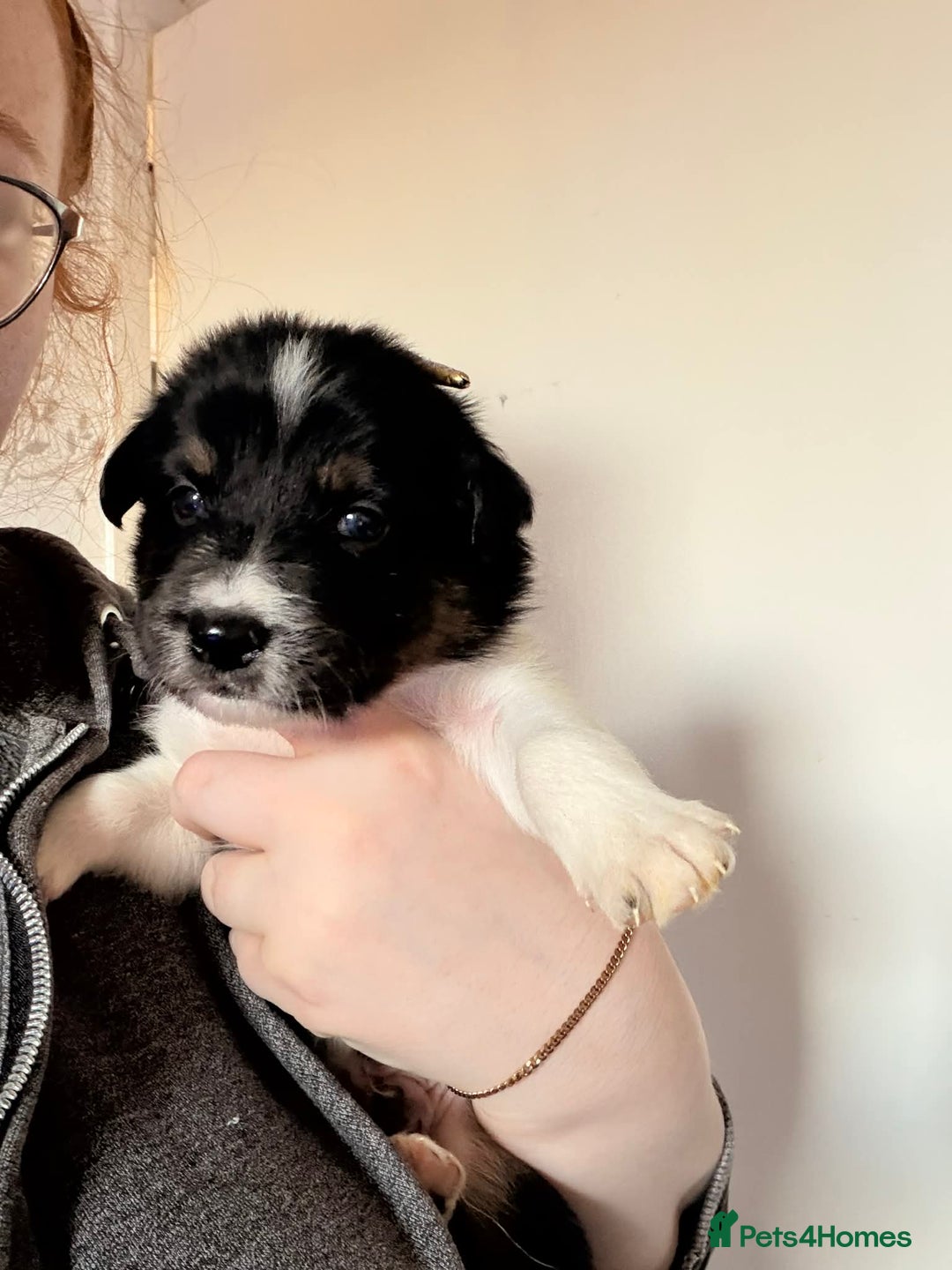 Border Collie dogs for sale: Border collie puppies for sale - Advert 2