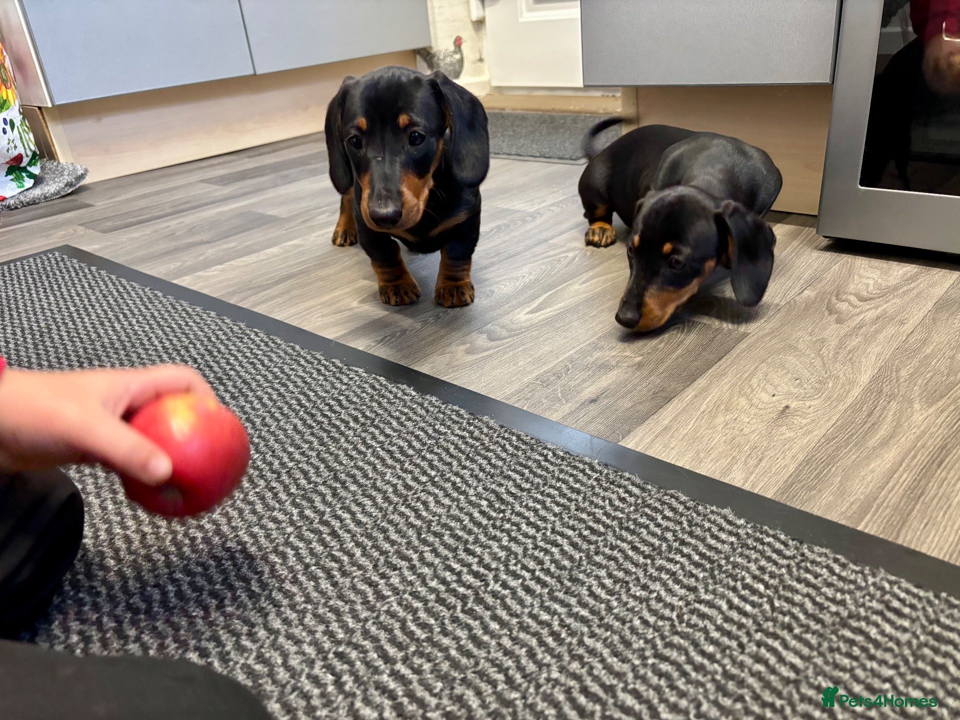 Miniature Dachshund dogs Adorable Miniature Dachshund Puppies! - Advert 13