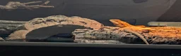 Bearded Dragon reptiles for sale: Orange bearded dragon and new vivarium  in Burton-on-Trent - Advert 4