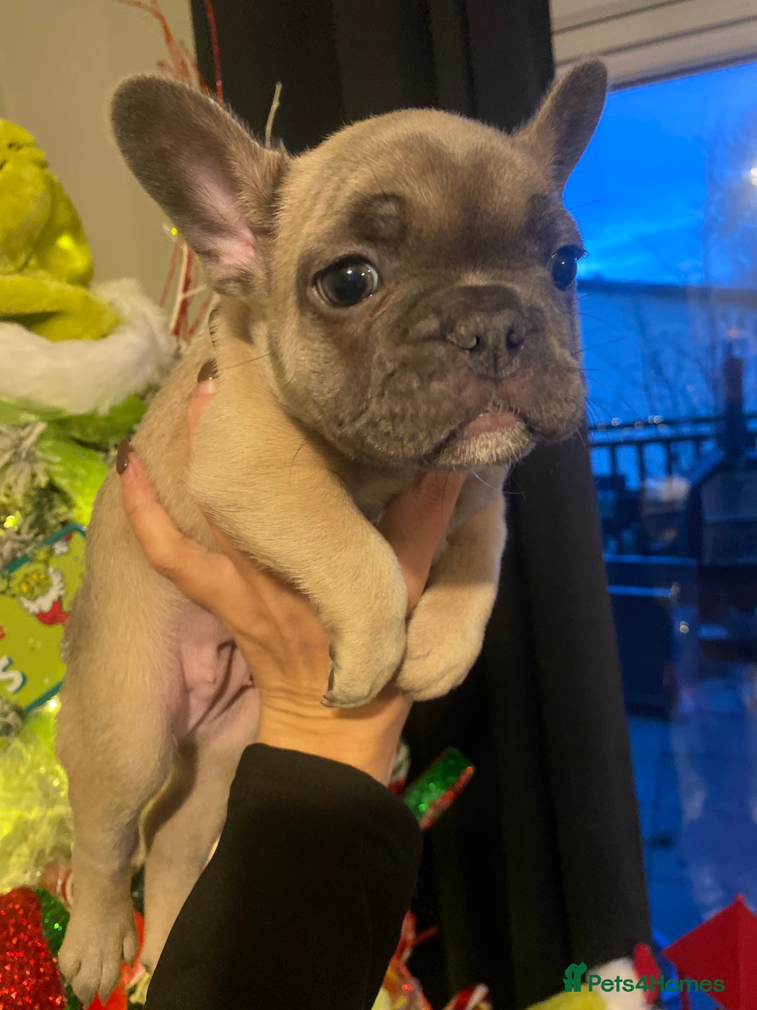French Bulldog dogs for sale: 7 week old frenchie £650 - Advert 5