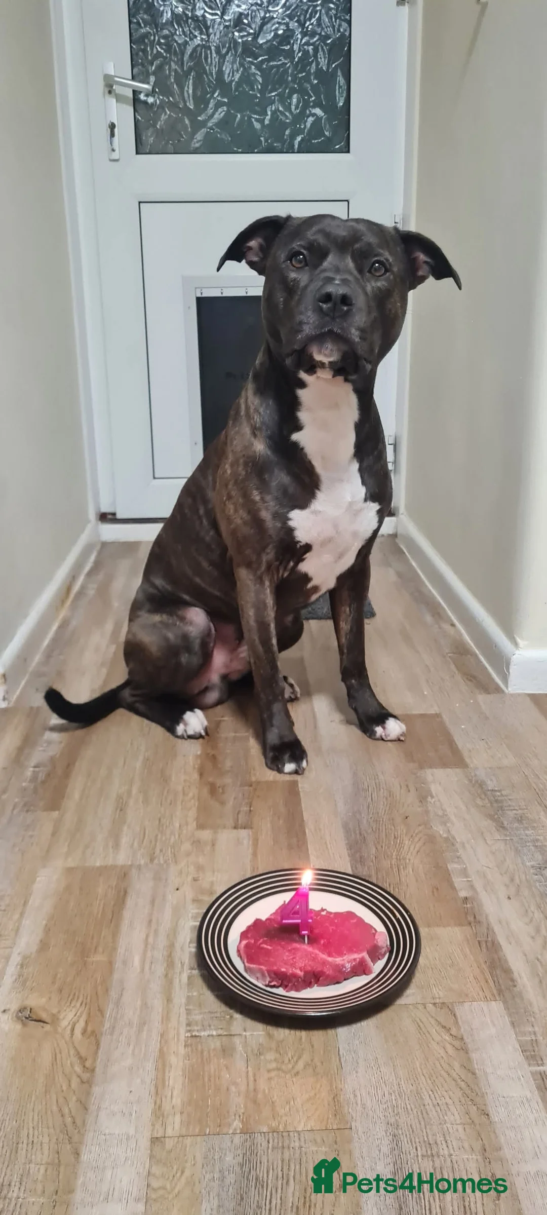 Staffordshire Bull Terrier dogs for stud: Staffy Cross for Stud - Advert 4