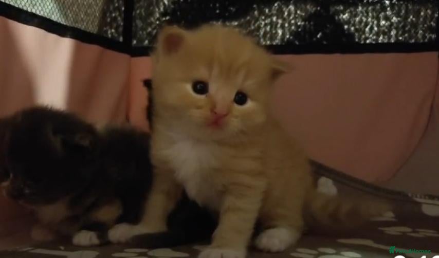 Mixed Breed cats 1x Longhair Ginger 3x Calico Tricolour Kittens! - Advert 1