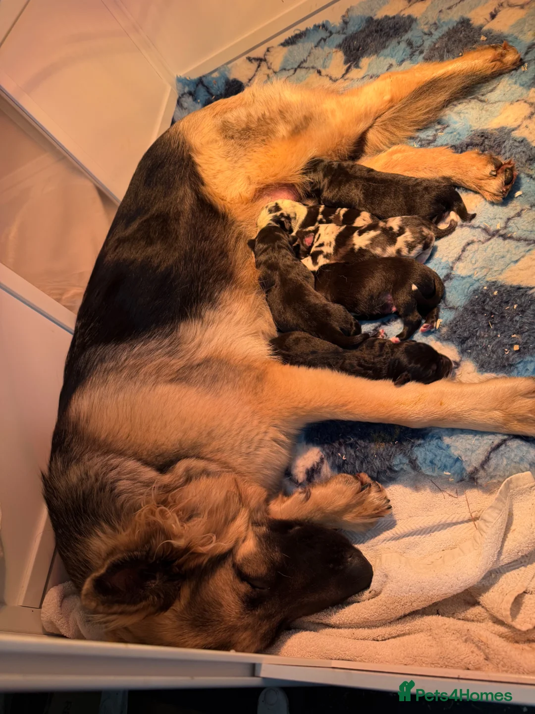 Mixed Breed dogs for sale: Beautiful Shollie pups - Advert 14