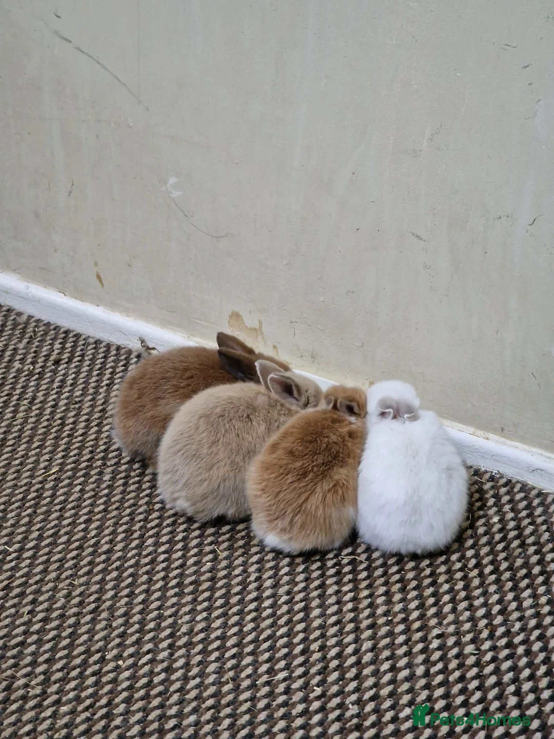Mini Lop rabbits for sale: Adorable Rabbit Kits Looking for a Loving Home 🐰 - Advert 2
