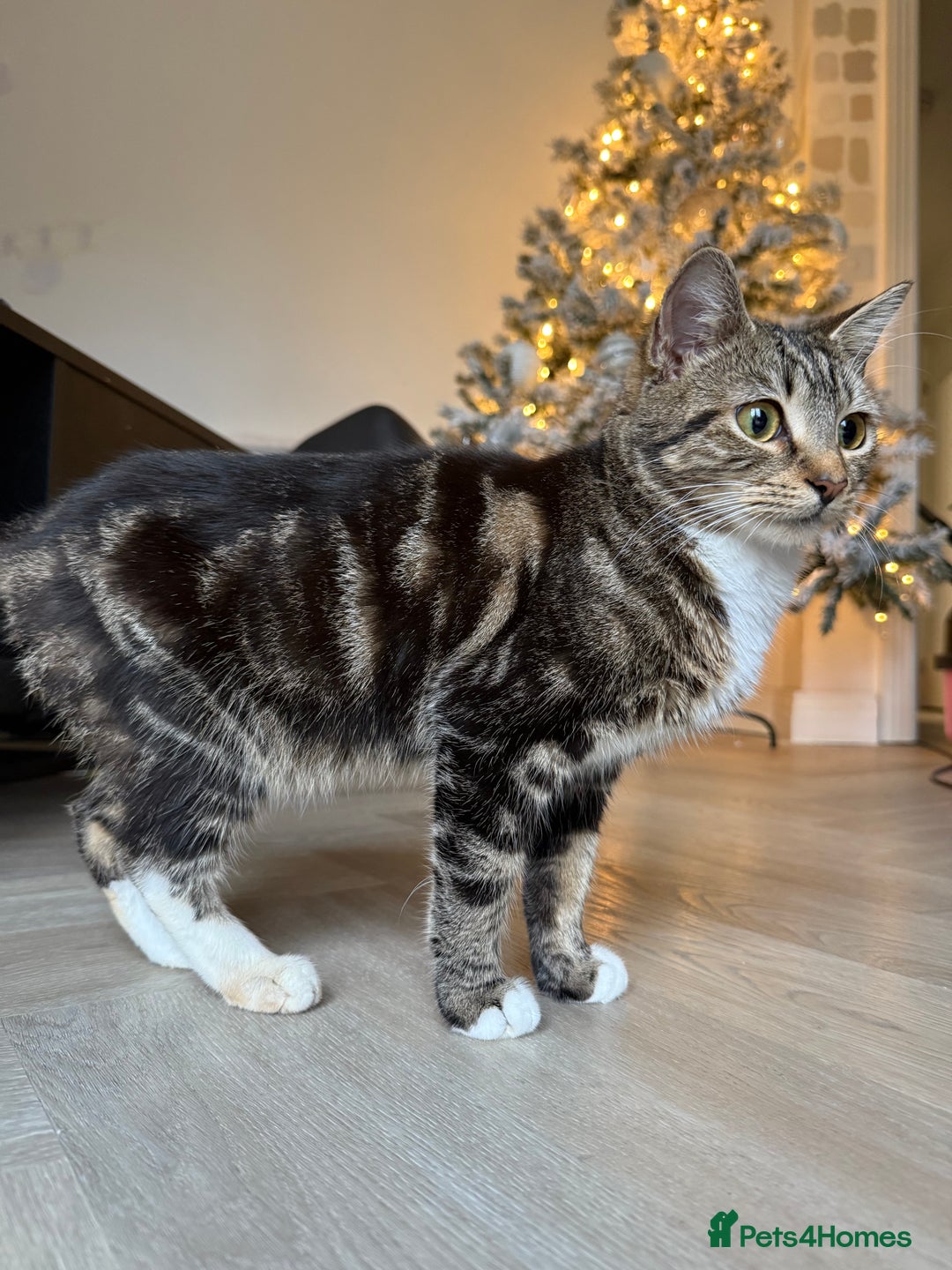 Mixed Breed cats for sale: Tabby kitten almost 8 months old. Female £50  - Advert 1