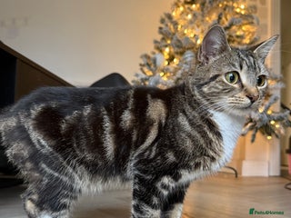Mixed Breed cats Tabby kitten almost 8 months old. Female £50 - Advert 1