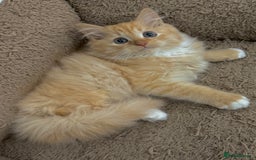 Mixed Breed cats for sale: GORGEOUS X SIBERIAN KITTENS  - Image 3