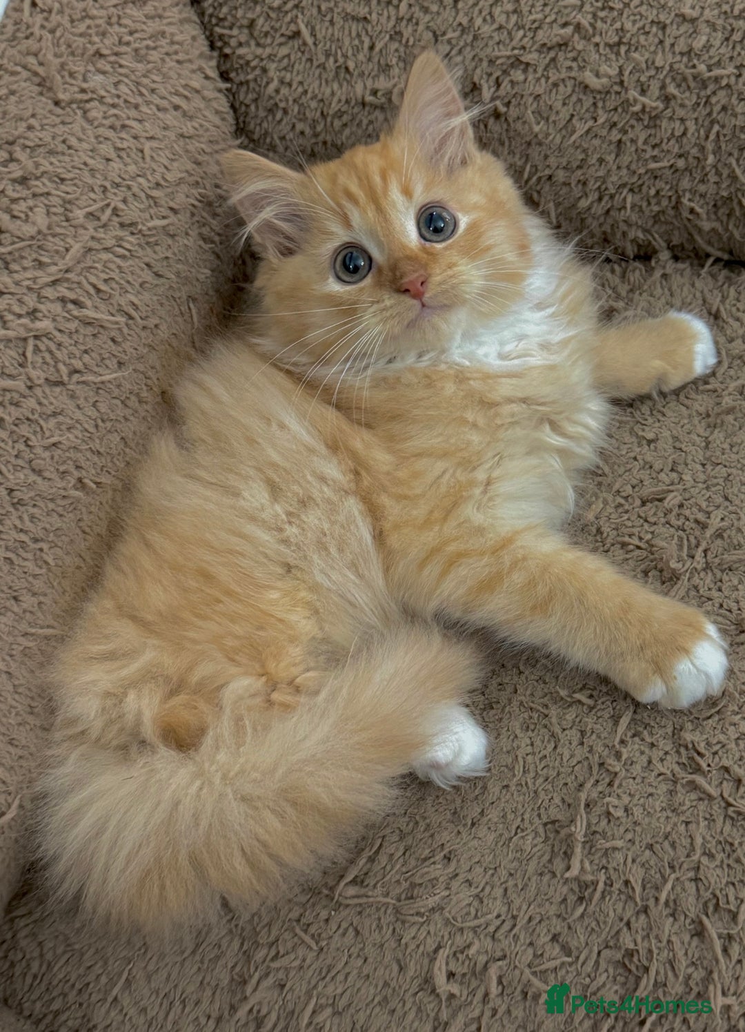 Mixed Breed cats for sale: GORGEOUS X SIBERIAN KITTENS  - Image 3