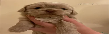 Shih Tzu 2