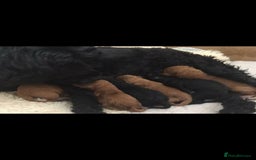 Cavapoo dogs for stud: Extensively Heath Tested Deep Red Min Poodle in Mansfield - Image 20