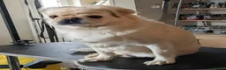 Pug dogs for sale: Very Rare long legged fluffy pugs in Hemel Hempstead - Advert 1