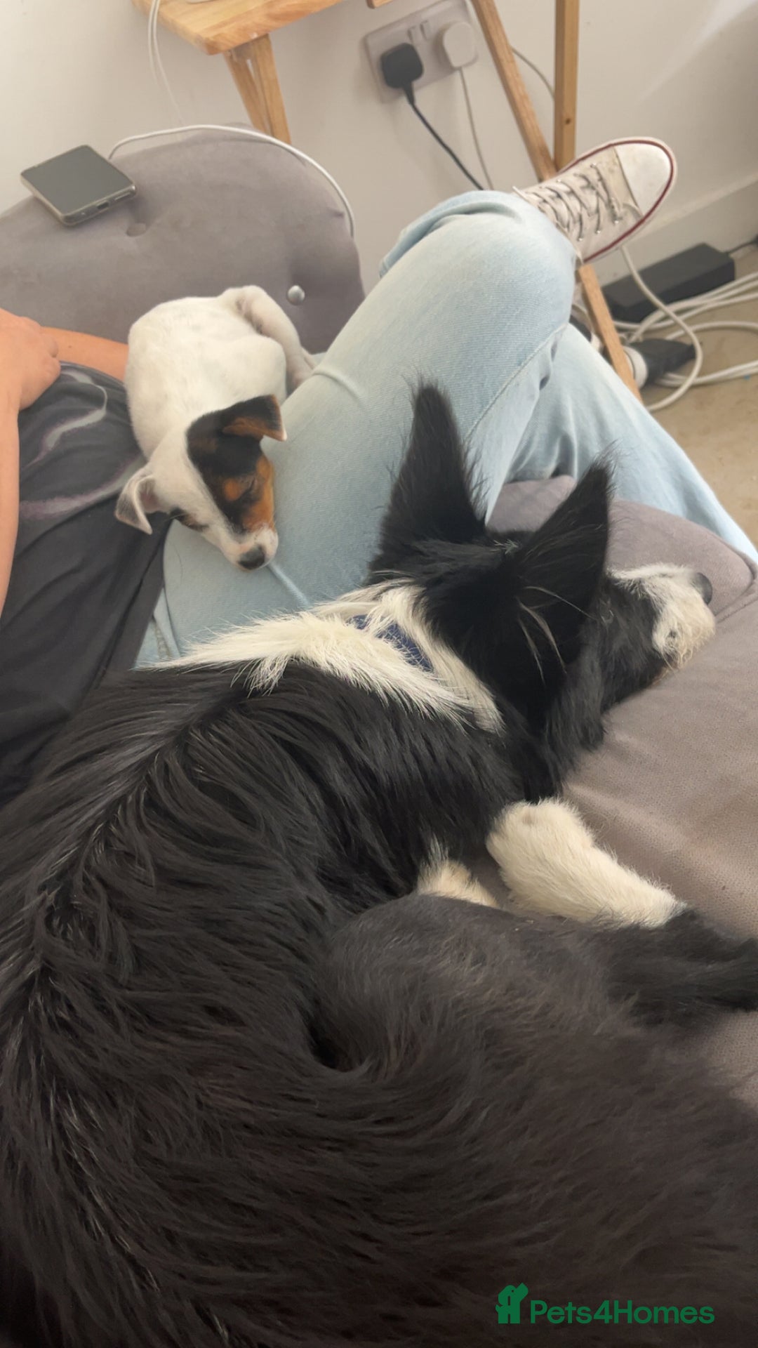 Jack Russell dogs for sale: Ruby  - Image 7