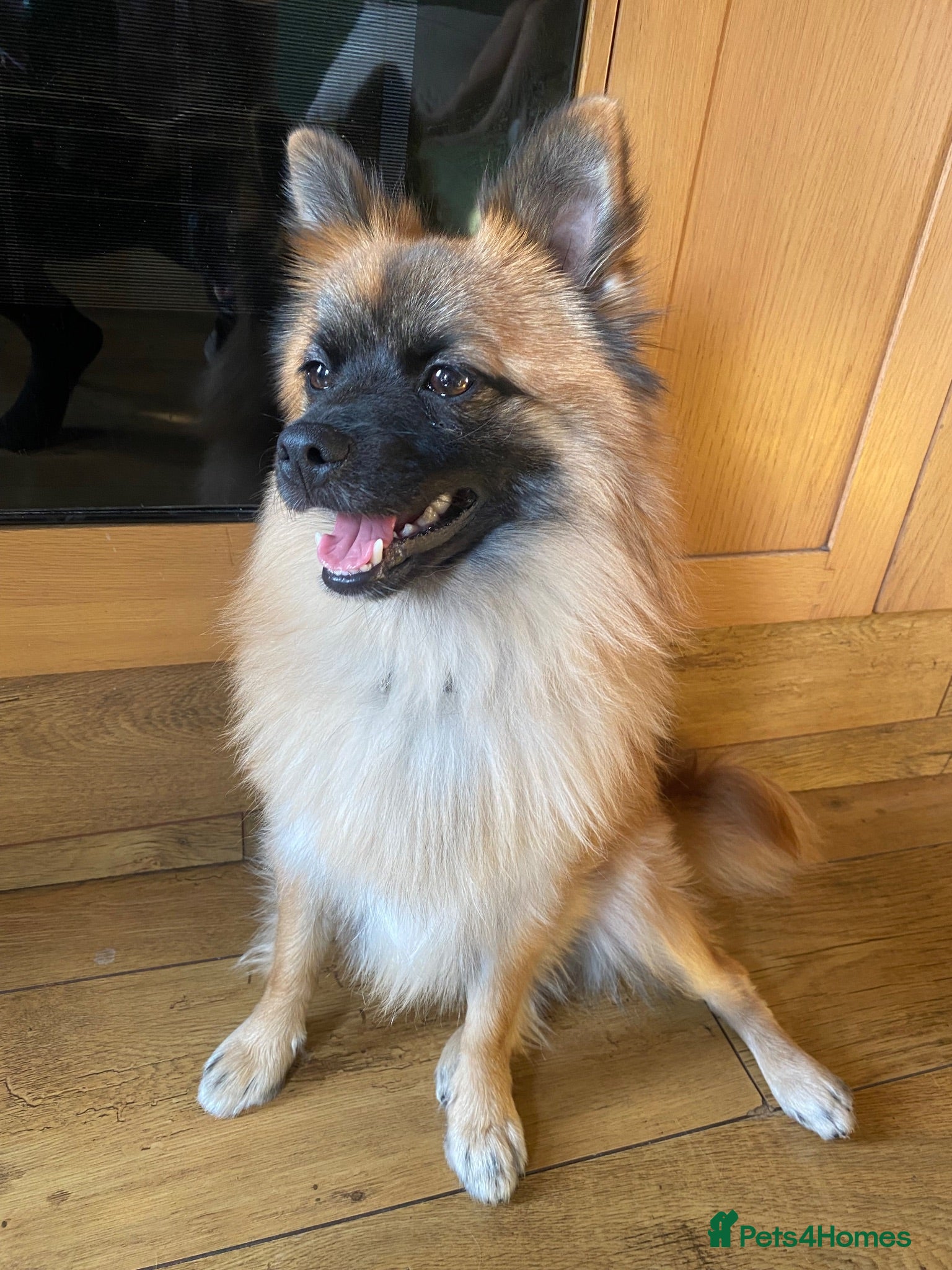 Mixed Breed dogs     German Spitz x Pomeranian | Loving Family Dog  - Advert 1