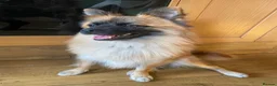 Mixed Breed dogs for sale:     German Spitz x Pomeranian | Loving Family Dog  in London - Advert 1