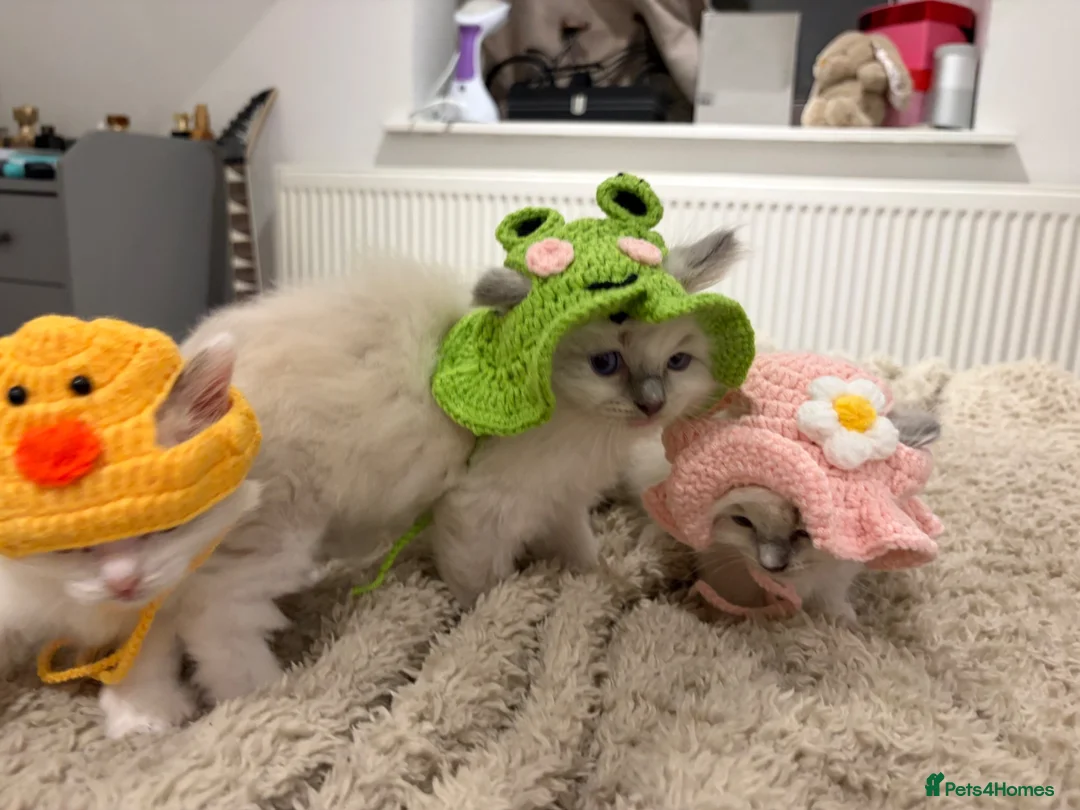Ragdoll cats for sale: (ONLY 1 LEFT) Cuddly ragdoll kittens  - Advert 1