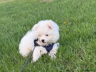 Pomeranian dogs Pomeranian for sale - Advert 17