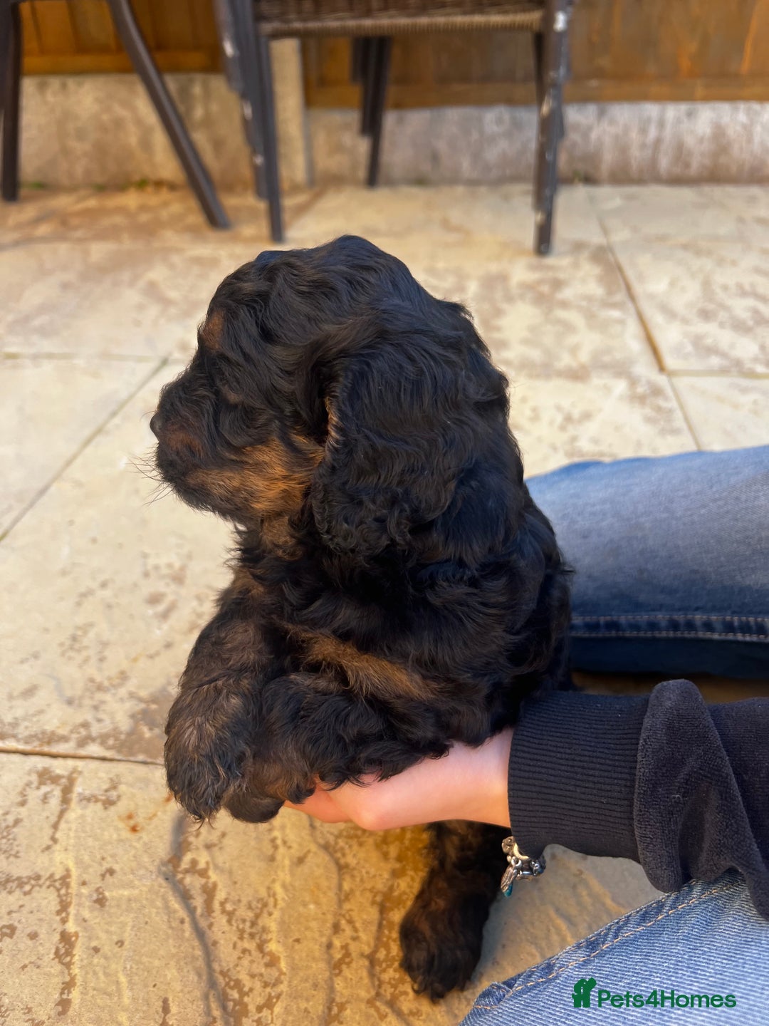 Cockapoo dogs for sale: cockapoo puppies - Advert 9