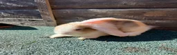 Giant Papillon rabbits for sale: continental giant , minilop , netherland draft - Advert 7