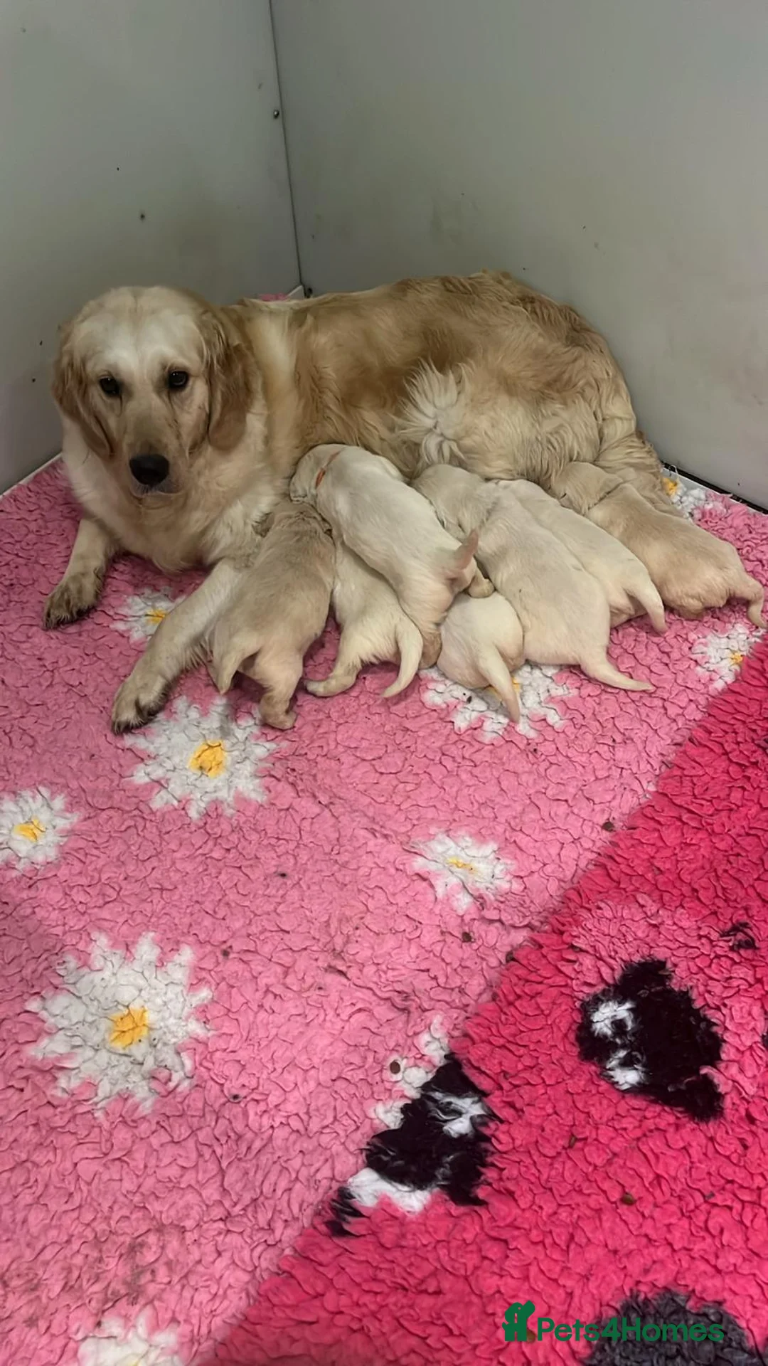 Golden Retriever dogs for sale: 9 gorgeous kc reg golden retriever puppies  - Advert 2