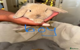 Mini Lop rabbits for sale: 4 gorgeous mini lop bunnies for sale  - Image 8