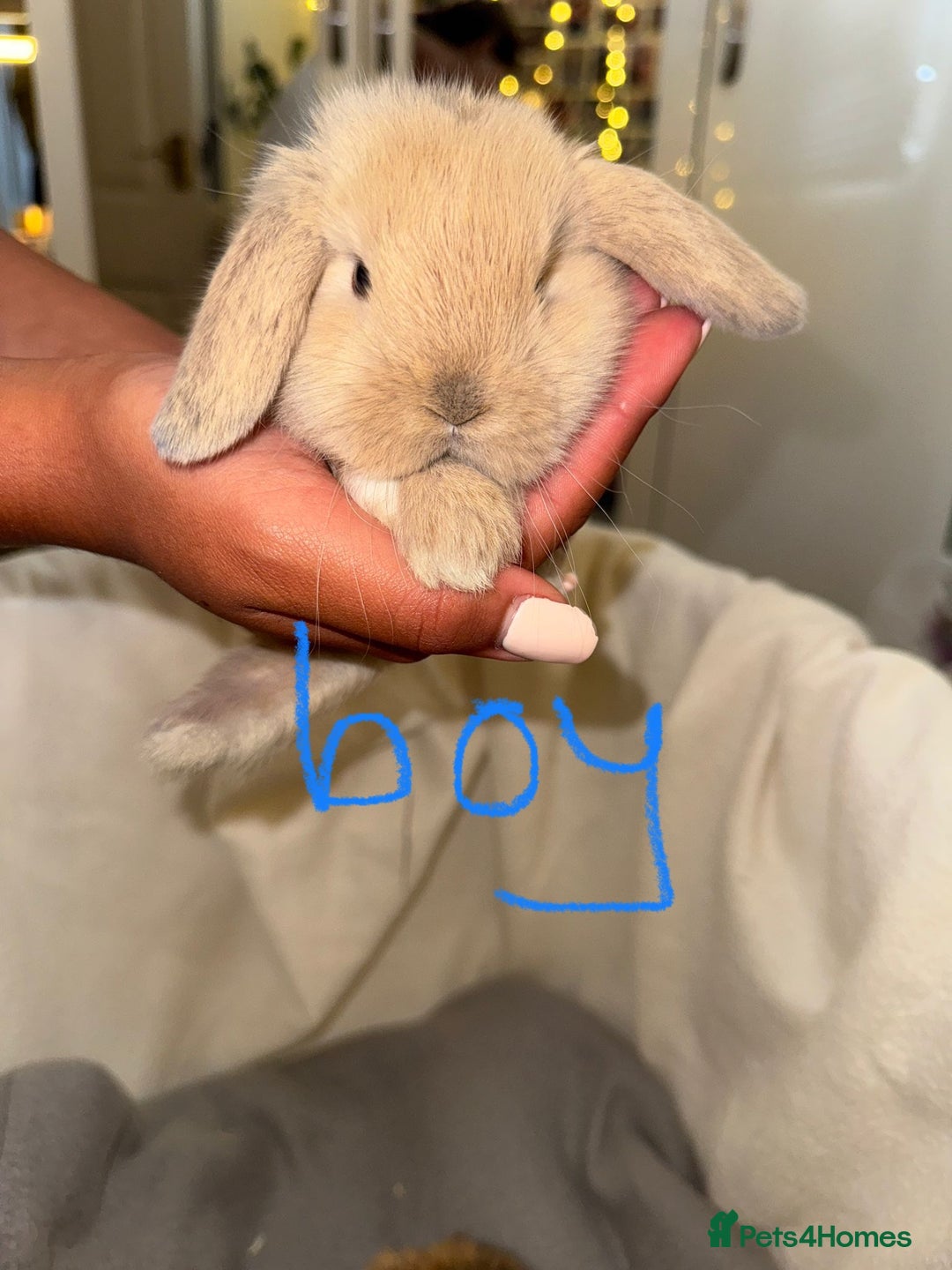 Mini Lop rabbits for sale: 4 gorgeous mini lop bunnies for sale  - Image 8
